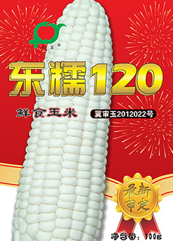 东糯120 东糯120