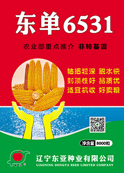 东单6531 东单6531