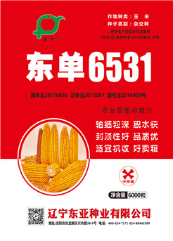东单6531【国审】 东单6531【国审】