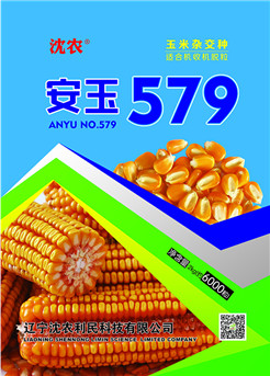 安玉579 安玉579